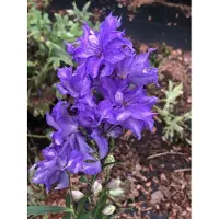 Brandless 6 xDelphinium hybr. 'Delgenius Breezin' Ð delphinium en pot de 9x9 cm