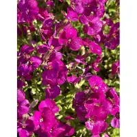 Brandless 6 x Aubrieta 'Bressingham Red' - Fleur à franges en pot 9 x 9 cm