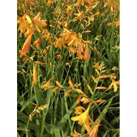 Brandless Crocosmia x crocosmiiflora 'George Davidson' - Plante vivace robuste en pot 9x9 cm