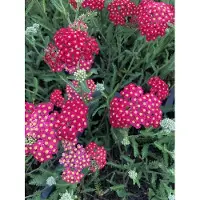 Brandless 6 x Achillea millefolium 'Paprika' - Achillée millefeuille en pot 9 x 9 cm