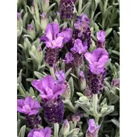 Brandless 6 x Lavandula stoechas 'Pedunculata' - lavande en pot 9 x 9 cm