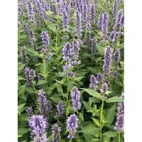 Brandless 6 x Agastache hybr. 'Blue Fortune' - Plante de réglisse en pot de 9x9 cm