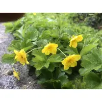Brandless 12 x Waldsteinia ternata - Fraisier doré en pot 9 x 9 cm