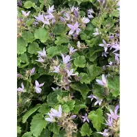 Brandless 6 x Campanula posch. 'Lisduggan Var - Campanule en pot de 9x9 cm