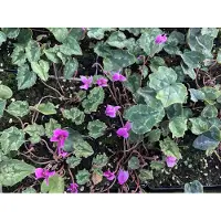 Brandless 6 x Cyclamen Hed. 'Rose Pearls' - Cyclamen - en pot 9x9 cm