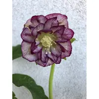 Brandless 6 x Helleborus or. Double Ellen Picotee - Eglantine - pot 9 x 9 cm