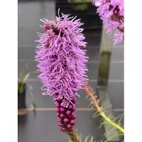 Brandless Liatris spicata - Plante magnifique en pot 9 x 9 cm