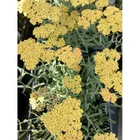 Brandless 6 x Achillea 'Terracotta' - Achillée millefeuille en pot 9 x 9 cm