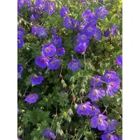 Brandless 6 xGeranium 'Rozanne' - Bec de cigogne - pot 9 x 9 cm