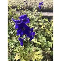 Brandless 6 x Delphinium belladonna 'Atlantis' - Pied d'alouette en pot de 9x9 cm