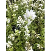 Brandless 6 x Campanula glomerata 'Alba' - Campanule en pot de 9x9 cm