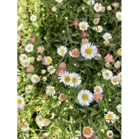 Brandless 6 x Erigeron karvinskianus - Fleur de mur en pot 9 x 9 cm