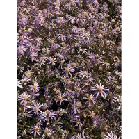 Brandless 6 x Aster pyrenaeus 'Lutetia' - Aster en pot de 9x9 cm