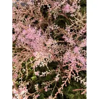 Brandless 6 x Astilbe simplicifolia 'Sprite' - Espalier mousseux 'Sprite' , Superbe espalier en pot de 9x9 cm