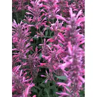 Brandless 6 x Agastache mexicana 'Red Fortune' - Plante de réglisse en pot de 9x9 cm
