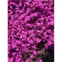 GRDplanten 6 x Phlox (s) 'Mcdaniel's Cushion' - Flammenblume - Topf 9 x 9 cm