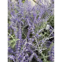 GRDplanten 6 x Perovskia atripl. 'Blue Spire' - Diamant bleu - pot 9 x 9 cm