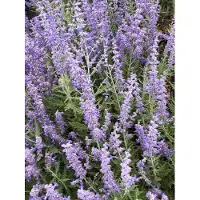 GRDplanten 6 x Perovskia atripl. 'Lacey Blue' ('lislitt') - Rue bleue - pot 9 x 9 cm