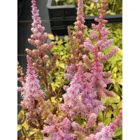 GRDplanten 6 x Astilbe chin. 'Pumila' - Prachtspiere - Topf 9 x 9 cm
