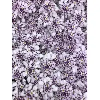 GRDplanten 6 x Iberis Sempervirens 'Pink ice' - Fleur de l'anse - pot 9 x 9 cm