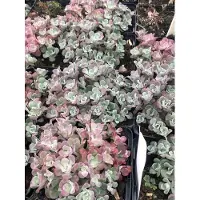 GRDplanten 6 x Sedum spath. purpureum' - Fat leaf - pot 9 x 9 cm