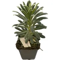 GRDplanten 6 x Euphorbia characias - euphorbe - pot 9 x 9 cm