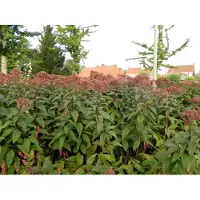 GRDplanten 6 x Eupatorium maculatum 'Parapluie géant' - pot 9x9 cm