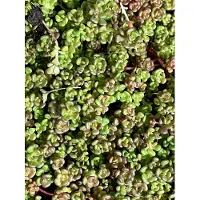 GRDplanten 6 x Sedum oreganum - Fat leaf - pot 9 x 9 cm