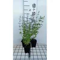 GRDplanten 6 x Calamintha nep. 'Blue Cloud' - Menthe de montagne - pot 9 x 9 cm