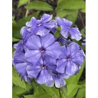 GRDplanten 6 x Phlox (p) 'Blue Paradise' - Fleur de flamme - pot 9 x 9 cm