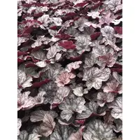 GRDplanten 6 x Heuchera hybr. 'Cascade Dawn' - Luzule pourpre - Pot 9x9 cm