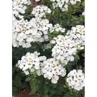 GRDplanten 6 x Iberis 'Masterpiece' - Fleur de l'anse - Pot 9 x 9 cm