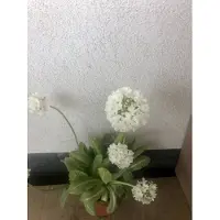 GRDplanten 6 x Primula dent. 'Alba' - primevère boule - pot 9 x 9 cm