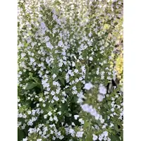 Brandless 6 x Calamintha nepeta 'Nepeta' - Thym de montagne en pot de 9x9 cm