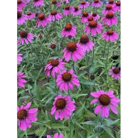 GRDplanten 6 x Echinacea tennesseensis 'Amazing Dream' PBR - Hélianthème - pot 9 x 9 cm