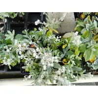 Brandless 6 x Anaphalis Triplinervis - Edelweiss de Sibérie en pot de 9x9 cm