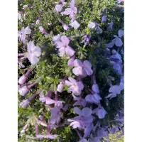 GRDplanten 6 x Phlox (d) 'Lilac Cloud' - Fleur de flamme - pot 9 x 9 cm