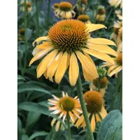 GRDplanten 6 x Echinacea purp. 'Harvest Moon' - Hélianthème en pot de 9x9 cm