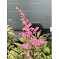 GRDplanten 6 x Astilbe (j) 'Rheinland' - Prachtspiere - Topf 9 x 9 cm