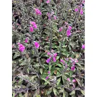 GRDplanten 6 x Digitalis purp. 'Panther' - Digitale - Pot 9x9 cm