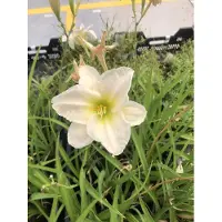 GRDplanten 6 x Hemerocallis 'Gentle 'Shepherd' - Lis de jour - pot 9x9 cm