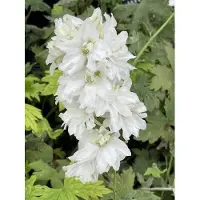GRDplanten 6 x Delphinium (p) 'Galahad' - Delphinium - pot 9 x 9 cm