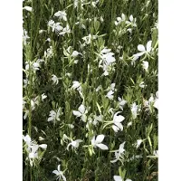 GRDplanten 6 x Gaura lindh. 'Snowbird' (= oenothera lindh.) - Bougie magnifique - Pot 9x9 cm
