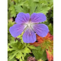 GRDplanten 6 x Geranium hybr. 'Johnson's Blue' - Bec de cigogne- Pot 9 x 9 cm