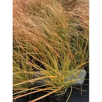 Brandless 6 x Carex Test. 'Prairie Fire' - Laîche orange - en pot 9x9 cm
