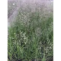 Brandless 6 x Sporobolus heterolepis - Herbe ornementale en pot 9x9 cm