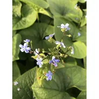 Brandless 6 x Brunnera sibirica - Myosotis du Caucase en pot de 9x9 cm
