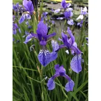 GRDplanten 6 x Iris sibirica - Iris - pot 9 x 9 cm