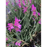 GRDplanten 6 x Gladiolus communis subsp. byzantinus - Victoire commune - pot 9x9 cm