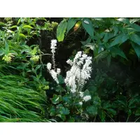 GRDplanten 6 x Tiarella wherryi - fleur en mousse - pot 9 x 9 cm